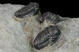 Three Detailed Gerastos Trilobite Fossils - Morocco #152810-3